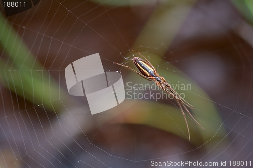 Image of Spider in its web