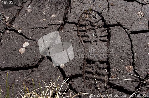 Image of Footprint in a swamp