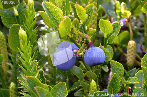 Image of Two blueberries