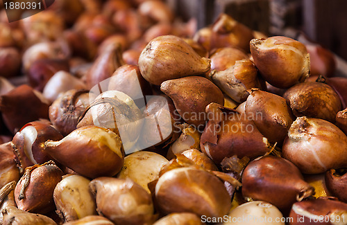 Image of Tulip Bulbs