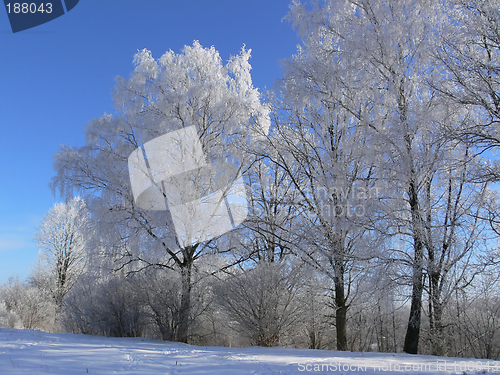Image of Winter scenery