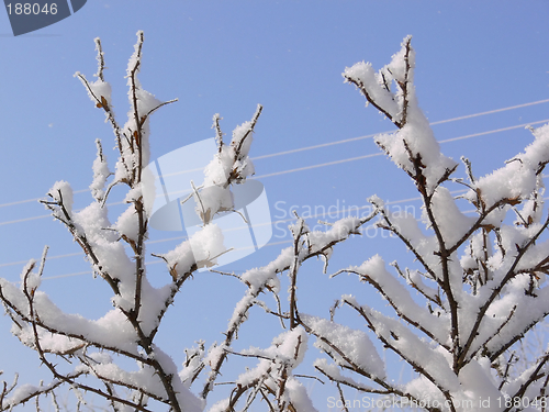 Image of Branches covered with snow