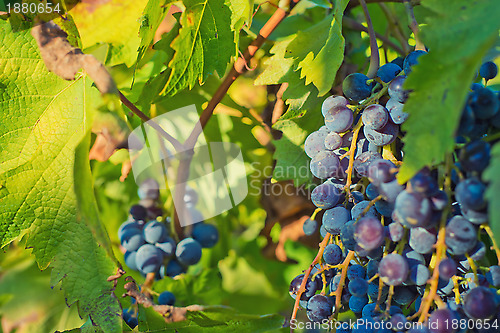 Image of Grapes and vineyard