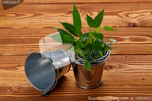 Image of Tin Buskets with Plants