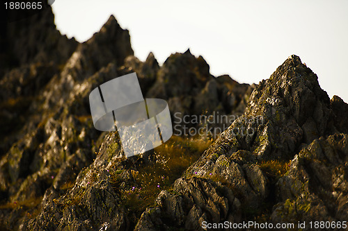 Image of Rock and flowers