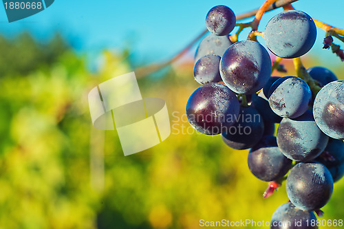 Image of Grapes and vineyard