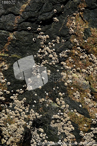 Image of rock covered with moss and barnacles