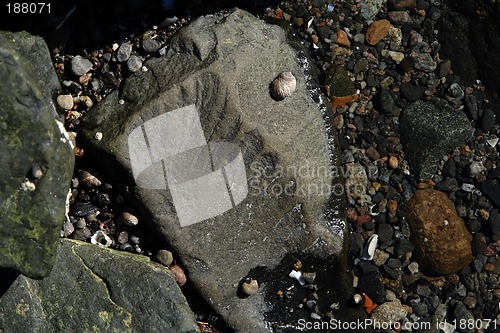 Image of fossil of leave in large rock