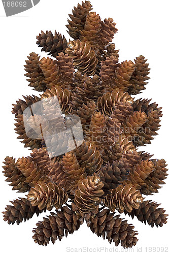 Image of Pinecone Tree