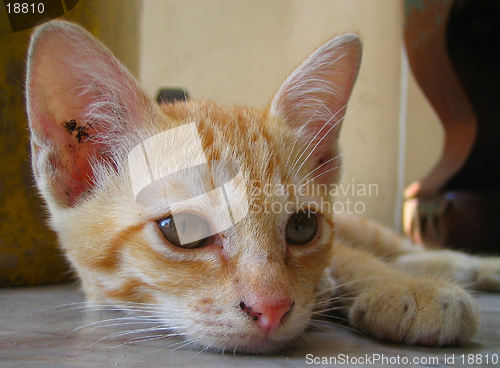 Image of Kitten