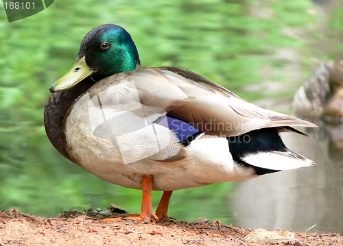 Image of High Resolution Mallard Duck