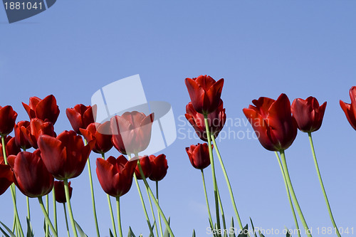 Image of red tulips field on a blue sky