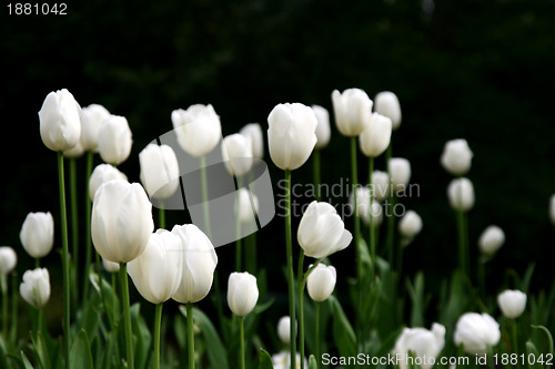 Image of white tulips
