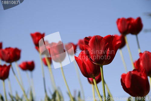 Image of red tulips field on a blue sky