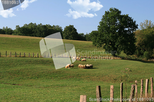 Image of sheep in a meadow