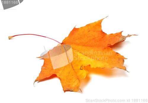 Image of Autumn maple leaf