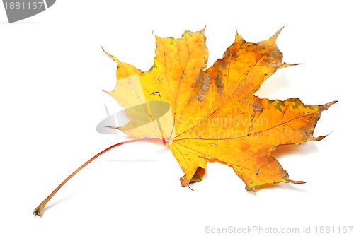 Image of Dry autumn maple leaf