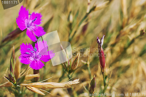 Image of Wild spring violets flowers.