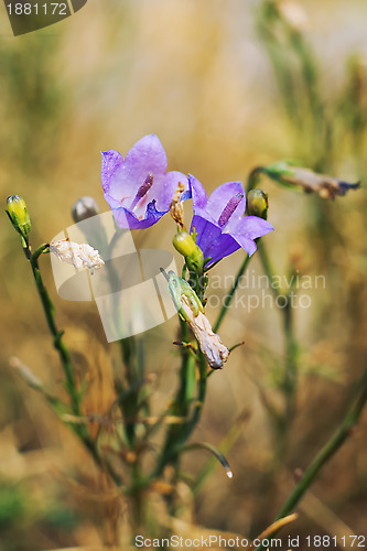 Image of Wild spring violets flowers.