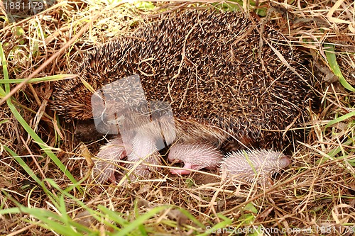 Image of hedegehog mother and her newborns