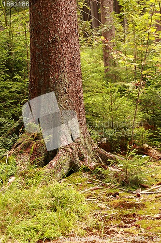 Image of detail of tree