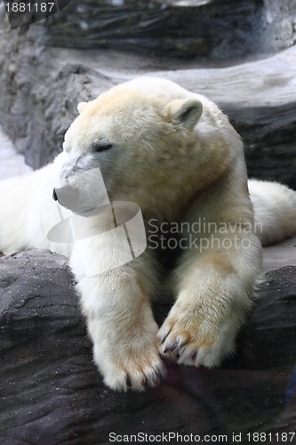 Image of polar bear