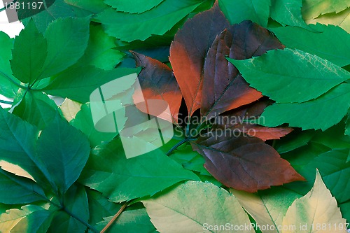 Image of Background of multicolor leaves