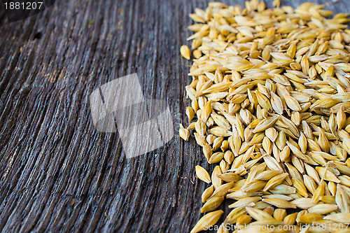 Image of Barley field