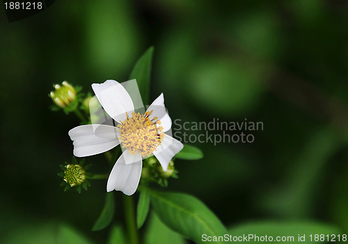 Image of A White Flower