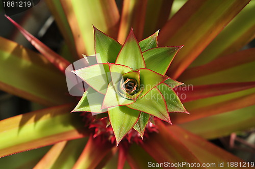 Image of Natural Patterns