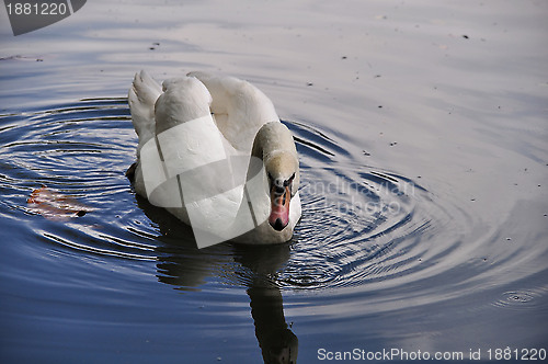 Image of A White Swan