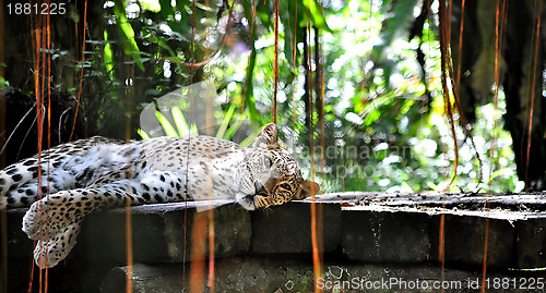 Image of A Resting Leopard