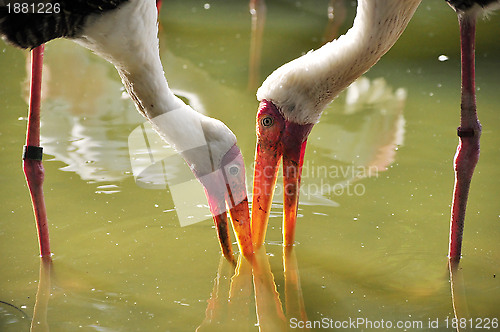 Image of Two Milky Storks