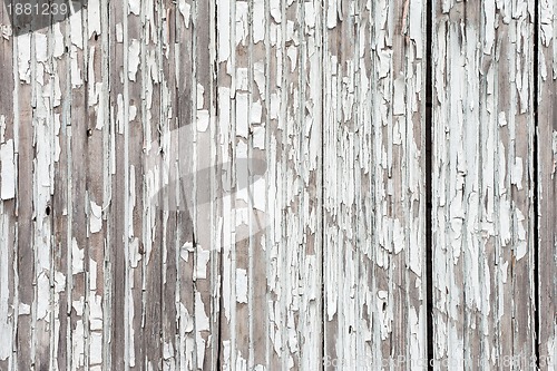 Image of grungy white background of natural wood