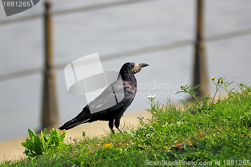 Image of corvus frugilegus in the grass