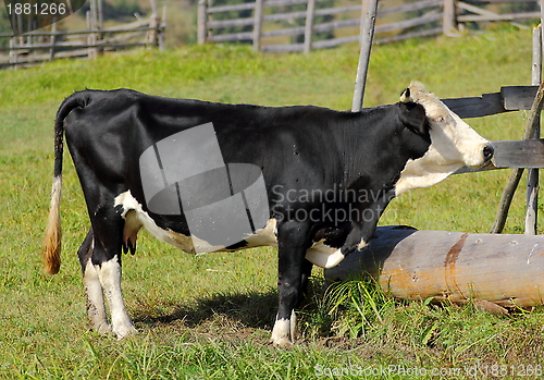 Image of cow at a spring