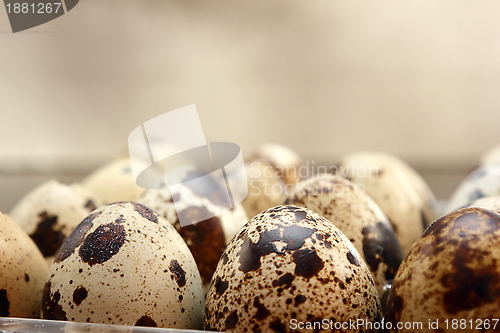 Image of quail eggs