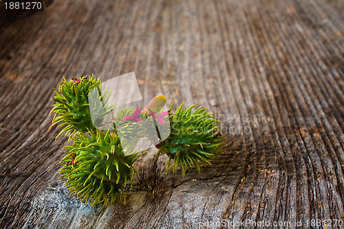 Image of Flower