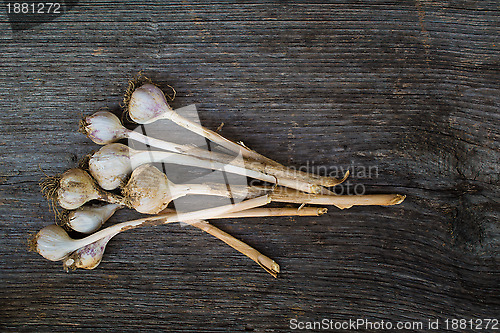 Image of Garlic