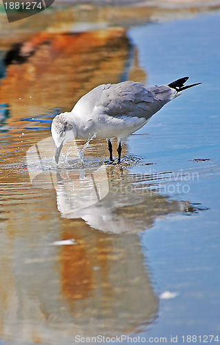 Image of Seagull drinking water on the street