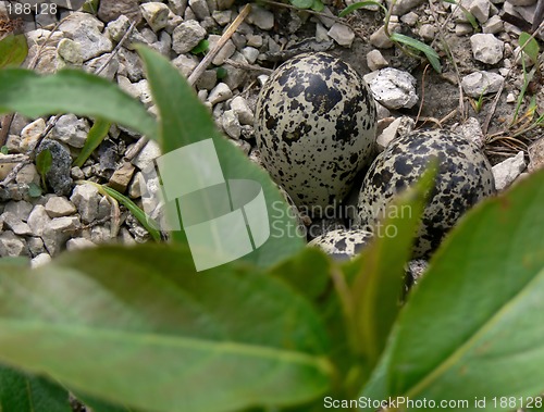 Image of Killdeer eggs.