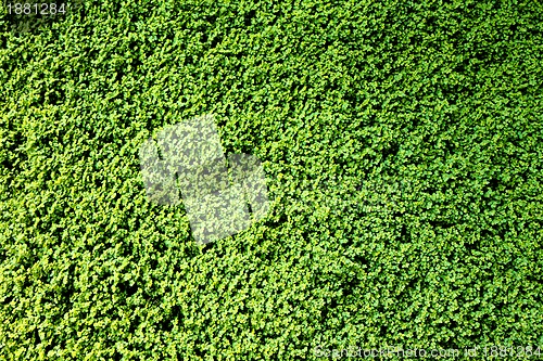 Image of green plants background