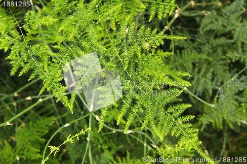 Image of green plants background 