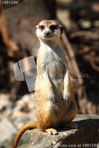 Image of suricata