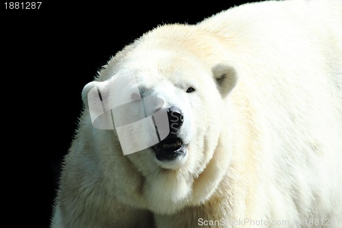 Image of polar bear