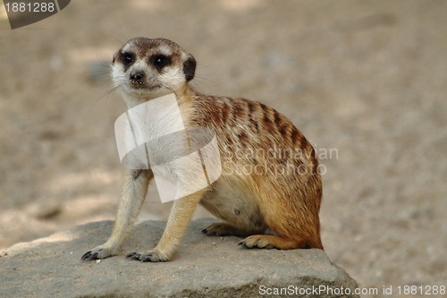 Image of suricata