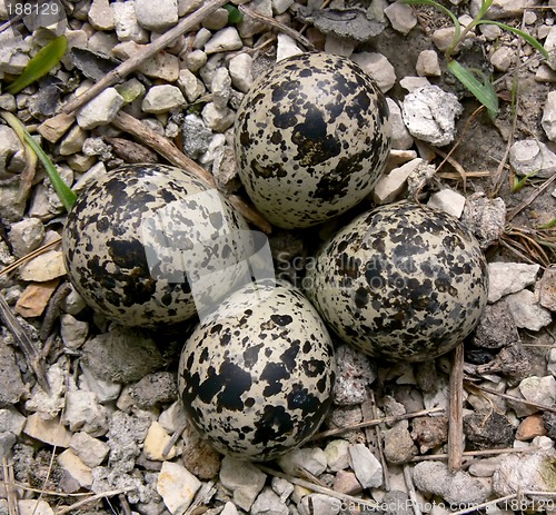 Image of Killdeer eggs in spring.