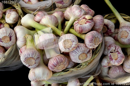 Image of fresch garlic from the farm 