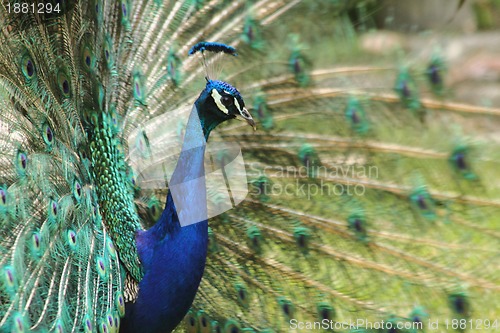 Image of peacock 