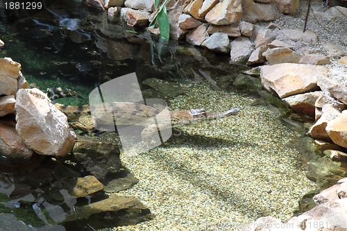 Image of crocodile in the farm